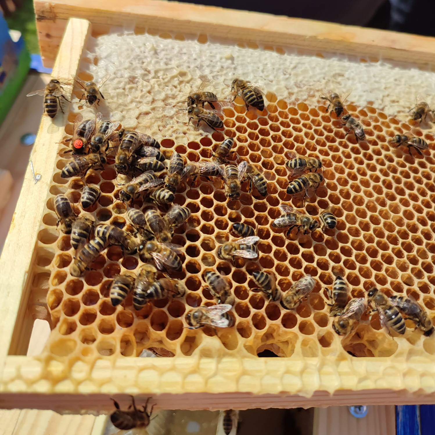 Bienen auf Honigwaben