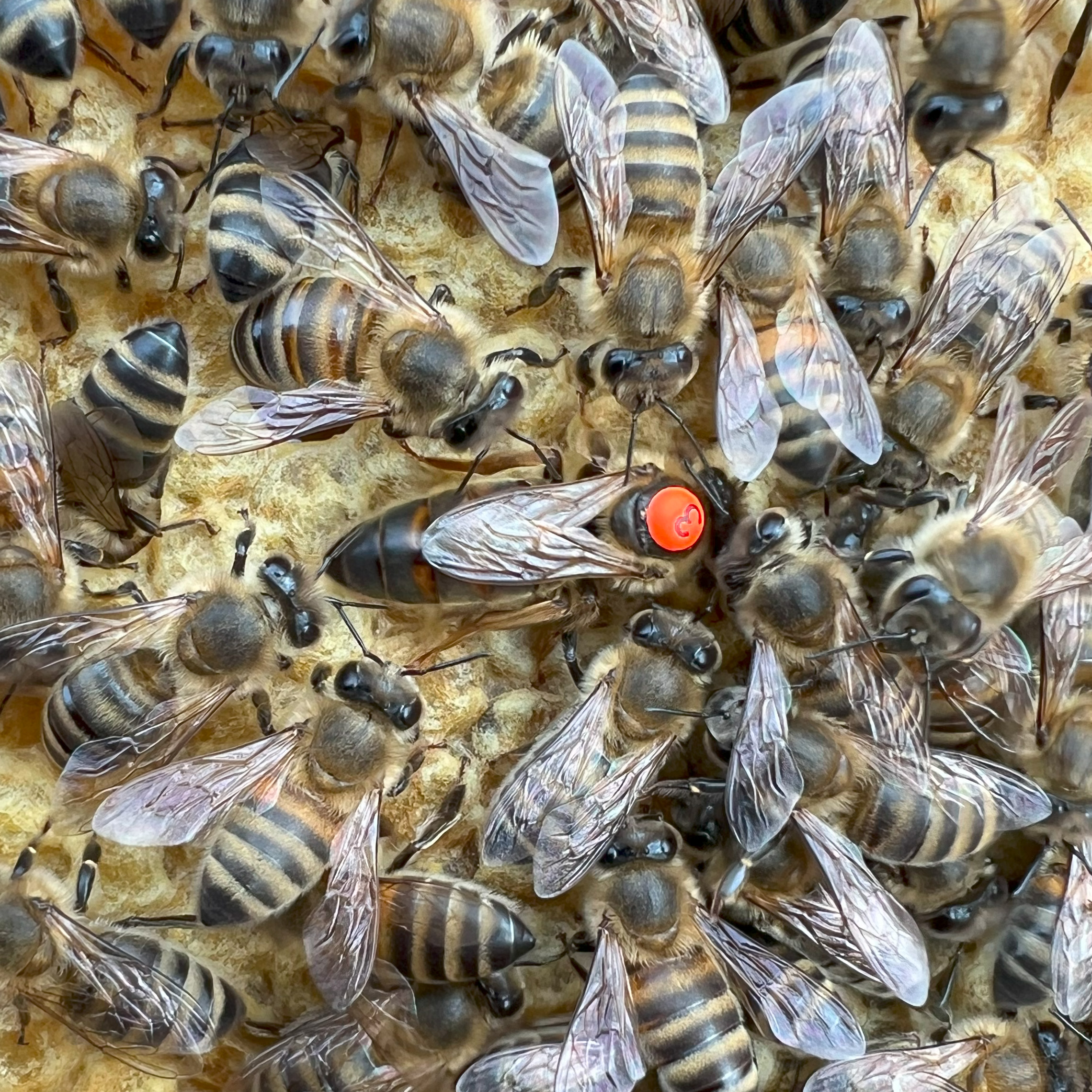 Bienen mit Bienenk&ouml;nigin