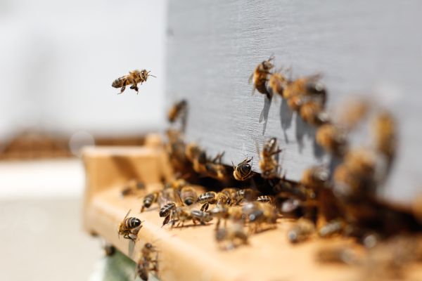 Bienen im Einflug auf den Bienenstock